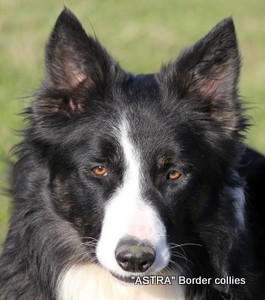 DANDY, Tricolour smooth coated border collie